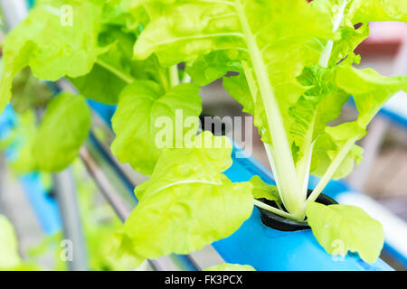 Immagine ravvicinata di hydroponic farm vegetale Foto Stock