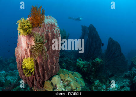 Canna gigante spugna (Xestospongia "testudinaria) costellata di crinoidi o featherstars gorgonia con la ventola e il subacqueo in backgr Foto Stock