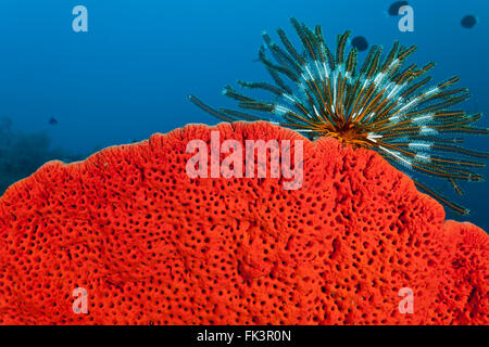 Marine (spugna Agelas clathrodes) con crinoidi o featherstars Foto Stock