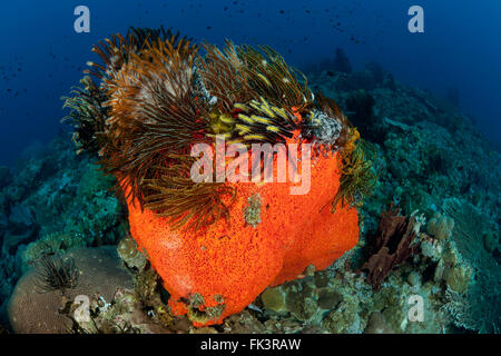 Marine (spugna Agelas clathrodes) con crinoidi o featherstars con un subacqueo Foto Stock