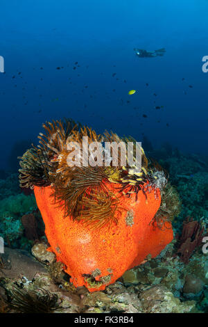 Marine (spugna Agelas clathrodes) con crinoidi o featherstars con un subacqueo Foto Stock