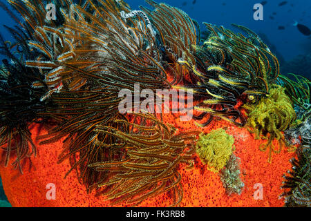 Marine (spugna Agelas clathrodes) con crinoidi o featherstars Foto Stock