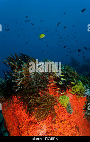 Marine (spugna Agelas clathrodes) con crinoidi o featherstars Foto Stock