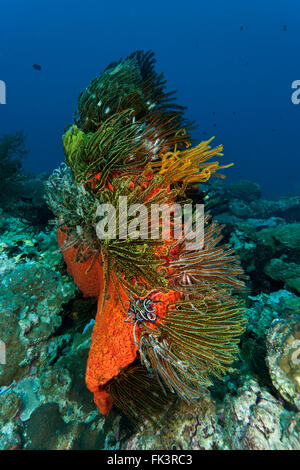 Marine (spugna Agelas clathrodes) con crinoidi o featherstars Foto Stock