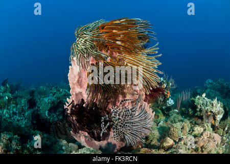 Canna gigante spugna (Xestospongia "testudinaria) costellata di crinoidi o featherstars con ventola gorgonia Foto Stock