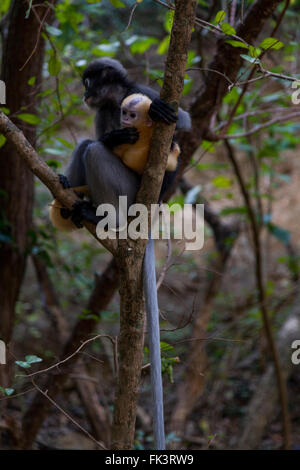 Una scimmia langur con infantile (Trachypithecus obscurus), nel parco storico di Khao Lommuak (Prachuap Khiri Khan - Tailandia). Foto Stock