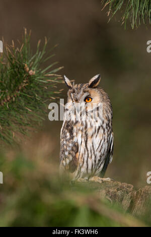 Long Eared Owl; Asio otus singolo in pino Cornwall, Regno Unito Foto Stock