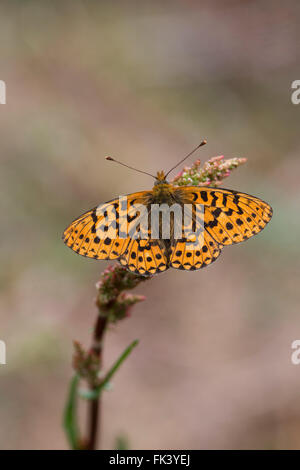 Pearl confina Fritillary Butterfly; Boloria euphrosyne singolo ; Cornwall, Regno Unito Foto Stock