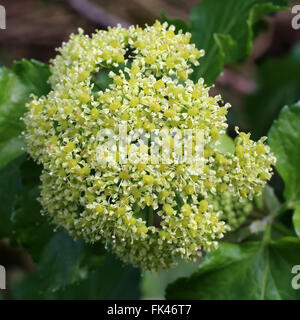 Alexanders, (Smyrnium olusatrum), fioritura di testa, Cornwall, Inghilterra, Regno Unito. Foto Stock