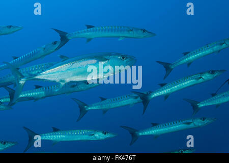 La scolarizzazione Chevron barracuda (Sphyraena qenie) con tonno dogtooth (Gymnosarda unicolor) Foto Stock