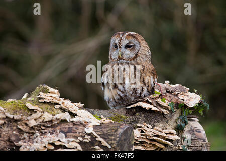 Allocco; Strix aluco; Cornovaglia; Regno Unito Foto Stock