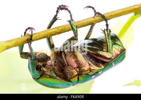 Rose chafer strisciando su un ramo (Cetonia aurata) su uno sfondo bianco Foto Stock