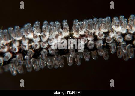 Golden castagnole (Amblyglyphidodon aureus) uova su una frusta coral Foto Stock