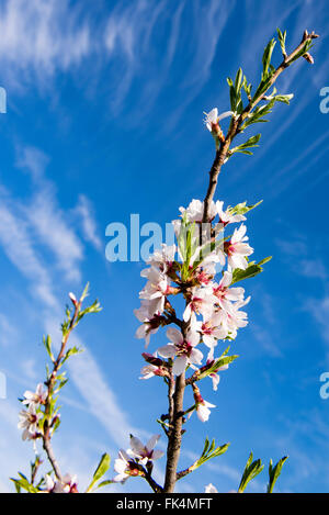 Fiori di mandorlo contro un cielo blu. Foto Stock