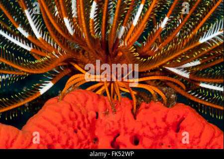 Marine (spugna Agelas clathrodes) con crinoidi o featherstars Foto Stock