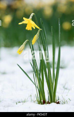 Giunchiglie sotto un fresco coltre di neve. Normanby, vicino a Scunthorpe, North Lincolnshire, Regno Unito. Marzo 2016. Foto Stock