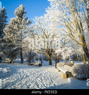 Un bellissimo parco cittadino con alberi coperti di brina Foto Stock