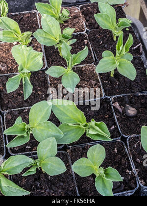 Fava piantine in vasi Foto Stock