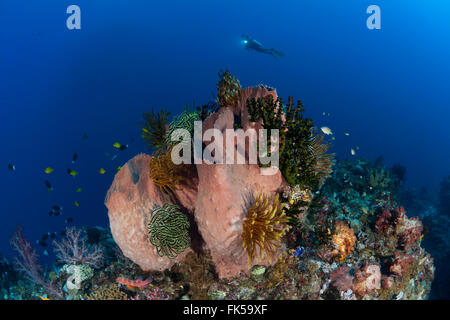 Canna gigante spugna (Xestospongia "testudinaria) costellata di crinoidi o featherstars gorgonia con la ventola e il subacqueo in backgr Foto Stock