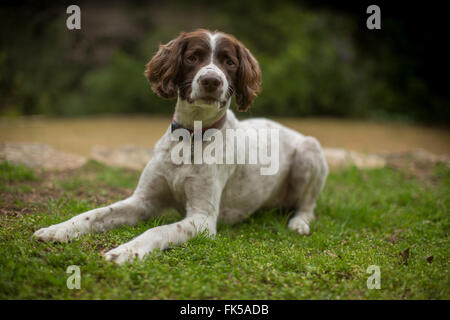 Hardie, una springer spaniel, si trova al di fuori del suo proprietario della casa di Austin, Texas, 21 Febbraio 2016 Foto Stock