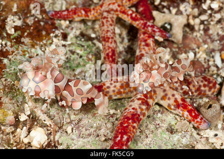 Arlecchino gamberetti alimentazione sulle Starfish (Hymenocera elegans) Foto Stock