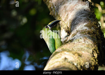 Emerald Toucanet appollaiato su un mossy tronco di albero in Colombia. Foto Stock