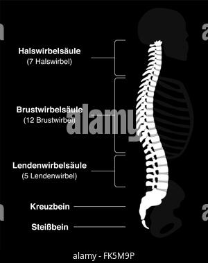 Scheletro umano con nomi tedeschi delle sezioni di dorso e numeri delle vertebre. Foto Stock