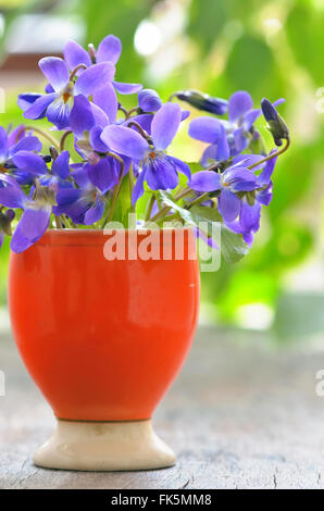 Viole fiori (Viola odorata) su uno sfondo di legno Foto Stock