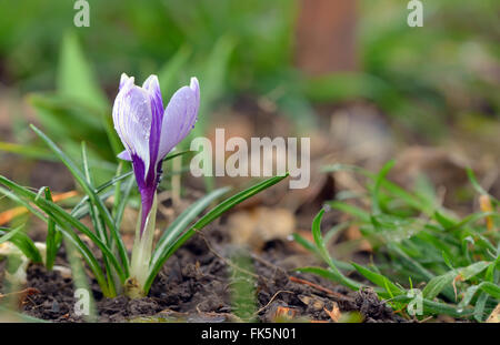 Crocus fiori e scende in primavera Foto Stock