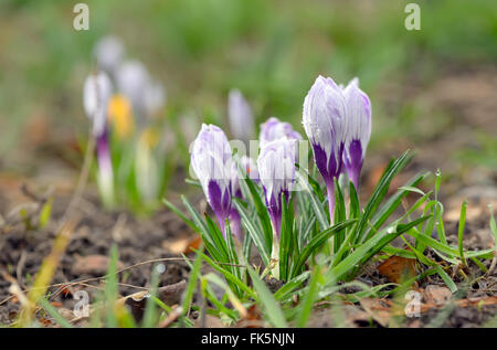 Crocus selvatici (Crocus tommasinianus) in fiore nel giardino Foto Stock
