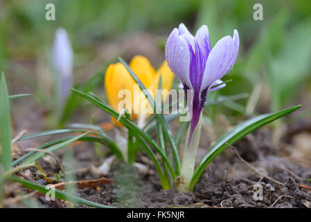 Crocus selvatici (Crocus tommasinianus) in fiore nel giardino Foto Stock