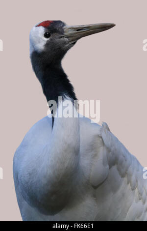 Red Crowned Crane (grus japonensis) Foto Stock