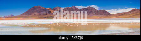 Fenicotteri in Laguna Hedionda, un salt lake area nell'altipiano della Bolivia, Sud America Foto Stock