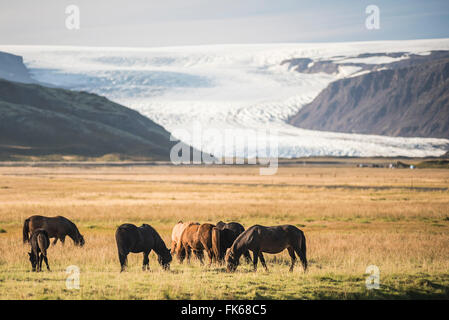 Cavalli islandesi con un ghiacciaio correndo giù dal Vatnajokull tappo di ghiaccio dietro, Islanda, regioni polari Foto Stock