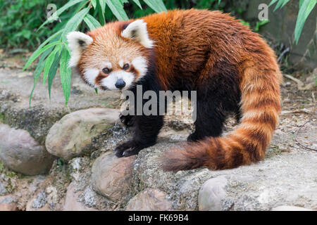 Panda rosso (Ailurus fulgens), nella provincia di Sichuan, in Cina, Asia Foto Stock