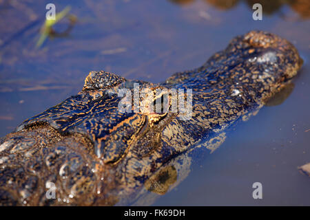 Caimano Yacare (Yacare Caimano) nel Pantanal, Mato Grosso, Brasile, Sud America Foto Stock