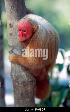 Bald uakari (rosso scimmia uakari) (Cacajao calvus), lo stato di conservazione vulnerabile, Amazonas, Brasile, Sud America Foto Stock