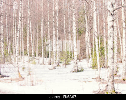 Argento di betulle in inverno, Norvegia, Scandinavia, Europa Foto Stock