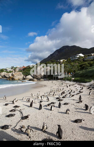 I Penguins africani (Spheniscus demersus) su Foxy Beach, Table Mountain National Park, Simon's Town, Cape Town, Sud Africa Foto Stock