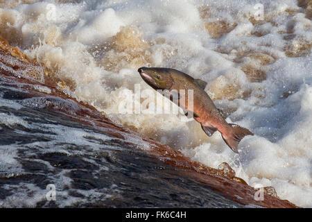 Salmone atlantico (Salmo salar) salta sulla migrazione a monte, sul fiume Tyne, Hexham, Northumberland, England, Regno Unito Foto Stock