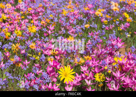 La molla fiori selvatici, Papkuilsfontein farm, Nieuwoudtville, Northern Cape, Sud Africa e Africa Foto Stock