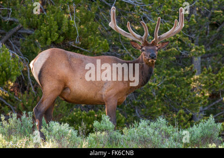 Elk (Cervus canadensis) vicino al lago di villaggio, il Parco Nazionale di Yellowstone, Wyoming negli Stati Uniti d'America, America del Nord Foto Stock