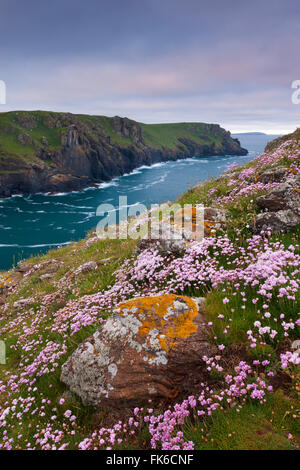 Mare rosa fioritura di fiori di campo sulla scogliera cime sulle groppe, North Cornwall, England, Regno Unito, Europa Foto Stock