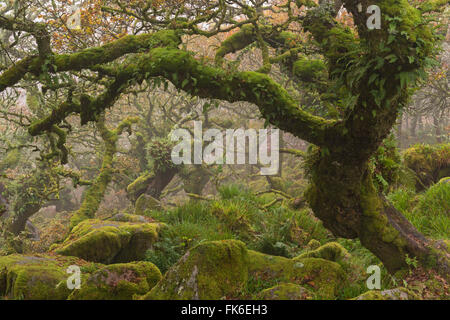 Recedono alberi di quercia in inquietante e misteriosa del Wistman legno, Parco Nazionale di Dartmoor, Devon, Inghilterra, Regno Unito, Europa Foto Stock