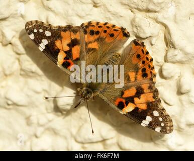 Dipinto di Lady butterfly crogiolarsi in sun. Foto Stock