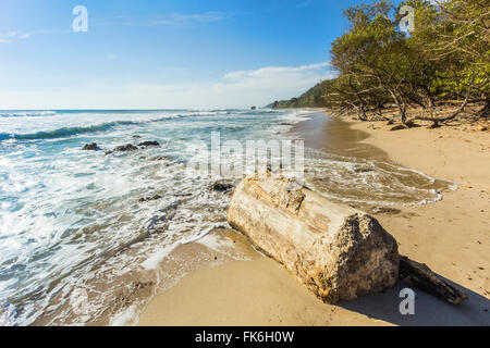 Driftwood su questa bella spiaggia per il surf vicino a mal Pais, estremo sud della penisola di Nicoya, Playa Santa Teresa, Puntarenas, Costa Rica Foto Stock