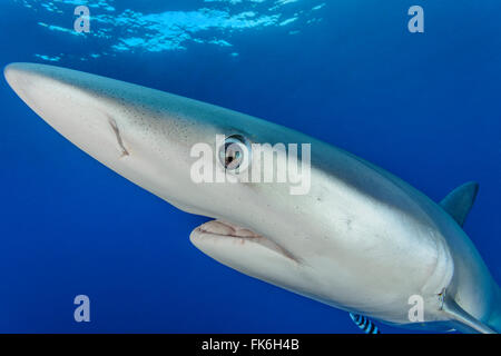 Blue Shark, Prionace glauca, Azzorre, Portogallo, Oceano Atlantico Foto Stock