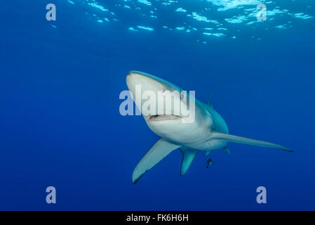 Blue Shark, Prionace glauca, Azzorre, Portogallo, Oceano Atlantico Foto Stock