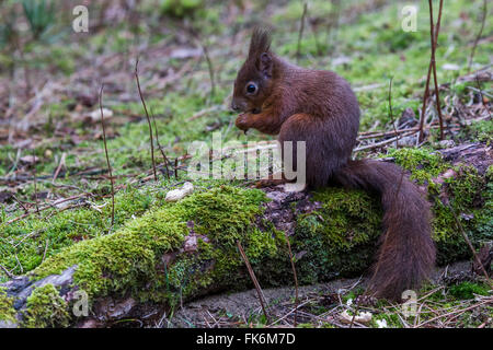 Eurasian scoiattolo rosso di alimentazione. Foto Stock