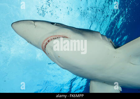 Blue Shark, Prionace glauca, Azzorre, Portogallo, Oceano Atlantico Foto Stock